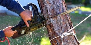 Best Commercial Tree Services  in Haverhill, FL